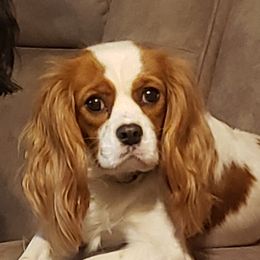 Ginger - Cavalier King Charles Spaniel