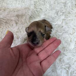 Skittles - Shaded Cream Dapple - Dapple female Dachshund puppy in Little Elm, Texas from HotDachs