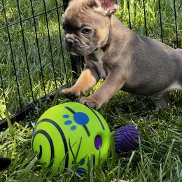 French Bulldog Puppies from Ayala’s