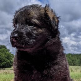 German Shepherds from K9cisco