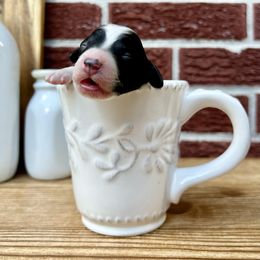 Goldendoodle and Poodle Puppies from SnickerDoodlePups