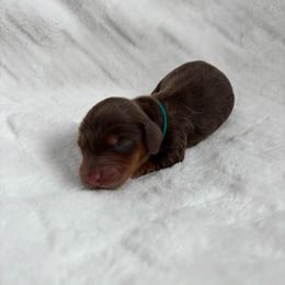 Arlo - Chocolate and tan male Dachshund puppy in Las Vegas, Nevada from WienerDoxieQuad