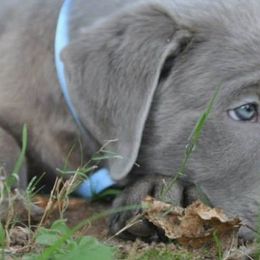 Dilute Retrievers and Labrador Retrievers from Blue Ridge Labs