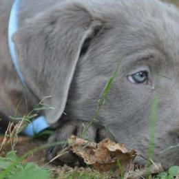 Dilute Retrievers and Labrador Retrievers from Blue Ridge Labs
