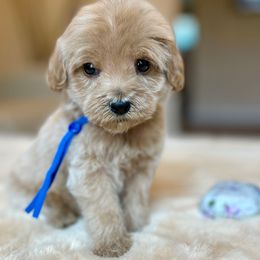 Juno - Apricot male Labradoodle puppy in San Antonio, Texas from I Love U Back Labradoodles, LLC