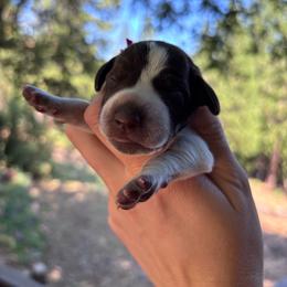 Paprika - hot pink collar - Liver roan female German Shorthaired Pointer puppy in Mokelumne Hill, California from Underhill GSP