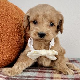 Pumpkin - Apricot female Goldendoodle puppy in Temecula, California from Oodles O'Doodles