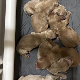 Girl 4 - female Golden Retriever puppy in Anaheim, California from Prim's Golden Retrievers