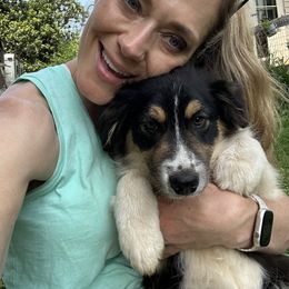 Sea breeze - Black tri female Miniature American Shepherd puppy in Harmony, North Carolina from Carolina Pride Aussies