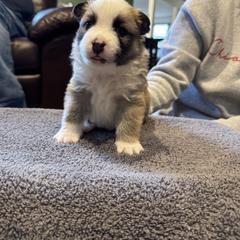 Boy 3 - male Icelandic Sheepdog puppy in Roseville, Ohio from Caradoc Kennel