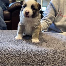 Boy 3 - male Icelandic Sheepdog puppy in Roseville, Ohio from Caradoc Kennel