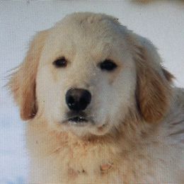 Griz - Golden Retriever