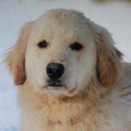 Griz - Golden Retriever