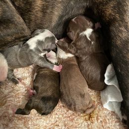 Boston Terrier Puppies from Stewie’s Bostons