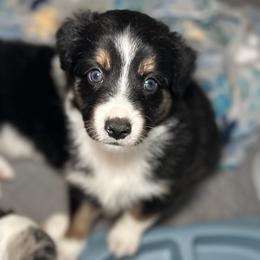 Tucker - Black tri male Miniature Australian Shepherd puppy in Visalia, California from Furrever.Mini.Aussies.llc