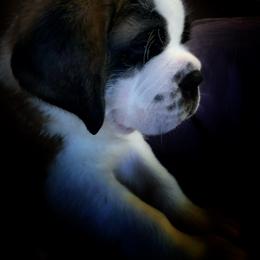 Saint Bernard Puppies from Avant-Gard Saint Bernards