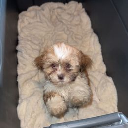 Saturn - Brown and white male Shichon puppy in Mason City, Iowa from Nebula Nest