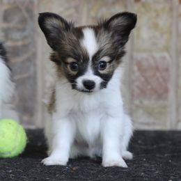 Spencer - White and sable male Papillon puppy in Boardman, Ohio from Taliaferro Kennel