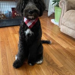 Saint Berdoodle Puppies from Big Paw Kennels