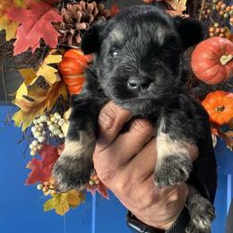 Boy 1 - Black and silver male Miniature Schnauzer puppy in Charlotte, North Carolina from Golden Leaf Kennels LLC