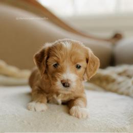 Almond - Red  female Goldendoodle puppy in Hiddenite, North Carolina from Rose and Reid Doodles
