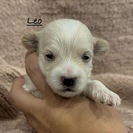 Leo - Cream male Maltipoo puppy in Traverse City, Michigan from Riyem Wildflower Farms