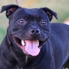 Staffordshire Bull Terriers from Chavier Staffords