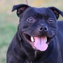 Staffordshire Bull Terriers from Chavier Staffords