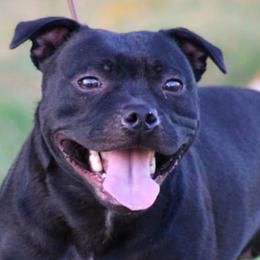 Staffordshire Bull Terriers from Chavier Staffords