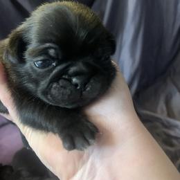 Pug Puppies from The Grumble Pack