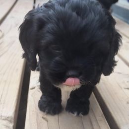 Cavapoo Puppies from Poppying Up Puppies