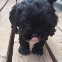 Cavapoo Puppies from Poppying Up Puppies