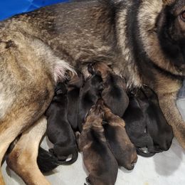 German Shepherds from Macanta K9