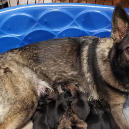 German Shepherds from Macanta K9