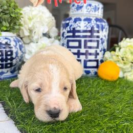 Ariel - Apricot female Goldendoodle puppy in Greenville, North Carolina from ENC Goldendoodles