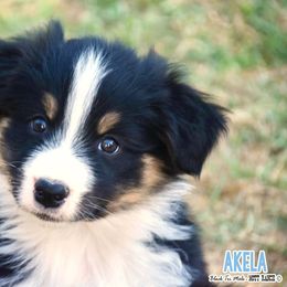 Australian Shepherd Puppies from Mott Ranch - Blazin' Sun Aussies