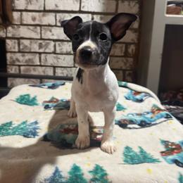 Rumba - Black and white female Teddy Roosevelt Terrier puppy in Denham Springs, Louisiana from K&B Menagerie Teddy Roosevelt Terriers