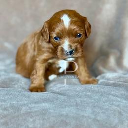 Latte - Red female Cavapoo puppy in Tulsa, Oklahoma from The Poodle Co. Raising Doodles & Poodles