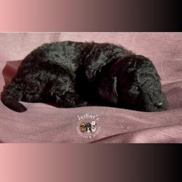 Girl 2 - Black female Goldendoodle puppy in Sterling, Connecticut from Justine’s Retrievers and Doodles
