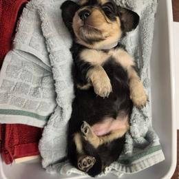 Buns - Black and Cream - Black and cream female Dachshund puppy in Pueblo, Colorado from HotDachs