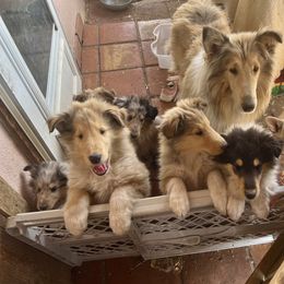 Maudie - Collie