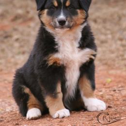 Demeter - Black tri-color female Australian Shepherd puppy in Tuscola, Texas from Rockin D Ranch
