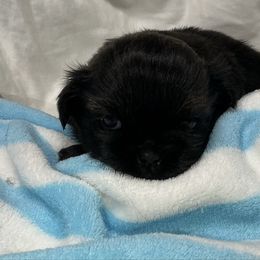 Buck - Black male Shih Tzu puppy in Pleasant Shade, Tennessee from Kuntry Tyme Shih Tzus