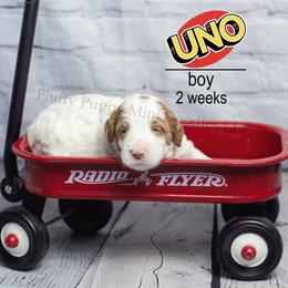 Goldendoodle puppies from Fluffy Puppy Mini Doodles LLC