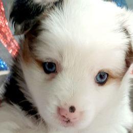 Blue BETH - Blue merle Miniature Australian Shepherd puppy in Cottontown, Tennessee from Whispering Trail Miniature Aussies