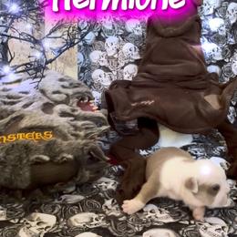 Girl 4 - Brindle female Bulldog puppy in Tremonton, Utah from Snuggle Pups