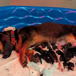 Basset Hound Puppies from 14395 n. center rd