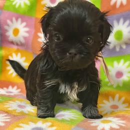 Girl 2 - female Shih Tzu puppy in Easley, South Carolina from Full of Shih Tzus