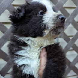 Cheshire - Panda female German Shepherd puppy in Olean, New York from F&B Kennels