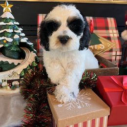 Zeno - Black white and tan male Cockapoo puppy in Connersville, Indiana from MoonShine Babies